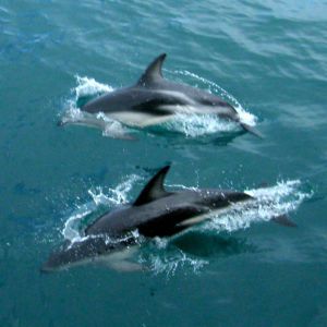Farm holiday cottages in Wales