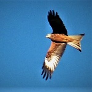 Farm holiday cottages in Wales