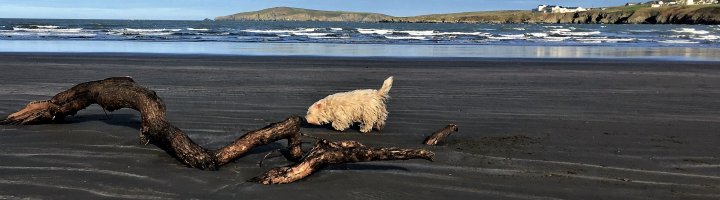Dog Friendly Holiday Cottages